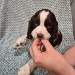 Purple - White and liver female English Springer Spaniel puppy in South Williamsport, Pennsylvania from Hoppin Honey Homestead