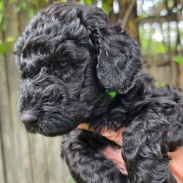 Amadeus - Black male Poodle puppy in Hartselle, Alabama from Phare Poodles