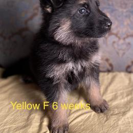 Yellow collar girl - Black and red female German Shepherd puppy in Coleta, Illinois from Four Leaf Farm- Vom Vierblättriges Bauernhof