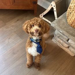 Maverick - Goldendoodle