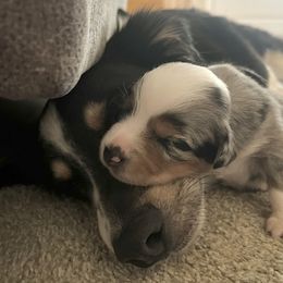 Miniature Australian Shepherds from Mountain Top Mini Aussies