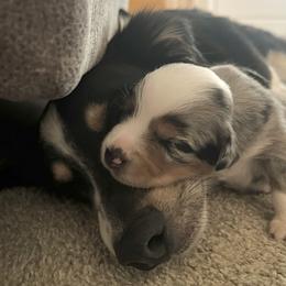 Miniature Australian Shepherds from Mountain Top Mini Aussies
