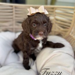 Fuzzy - Chocolate female Australian Labradoodle puppy in Morgan Hill, California from Loving Labradoodle