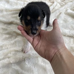 Yon - Black white and tan male Collie puppy in Bamberg, South Carolina from Shakhor Ohr Collies and Pomeranians