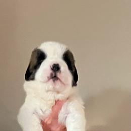 Zig Zag light brown - Red and white male Saint Bernard puppy in New Sharon, Maine from Kimball Pond  Saint Bernards
