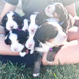 Bernese Mountain Dog Puppies from Red Bridge Berners