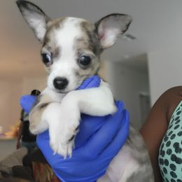 Chihuahua Puppies from Maldonado Pet Life Breeder LLC.
