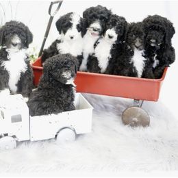 Goldendoodle and Sheepadoodle Puppies from The Farms Precious Doodles