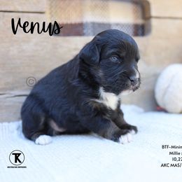 Venus-Black Tri Female - Minimal White - Black tri female Miniature American Shepherd puppy in Nacogdoches, Texas from TK Standard, Mini, & Toy Aussies