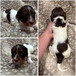Snickers AKC - Chocolate and tan male Dachshund puppy in Osage, Oklahoma from Vandruff Creek Mini Dachshunds