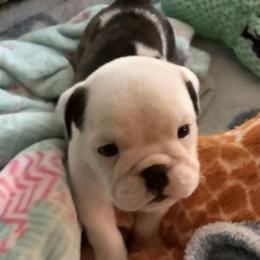 Girl 2 - Red brindle and white female Bulldog puppy in Tierra Verde, Florida from Destiny Kennel