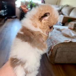 King Arthur - Chocolate merle male Pomeranian puppy in East Mountain, Texas from Fairchild Fancy Pomeranians and Coachella Pomeranians
