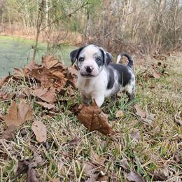 Rocky NALC - Blue merle male Catahoula Leopard Dog puppy in Doerun, Georgia from Twig & Tail Puppies