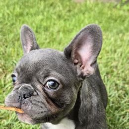 French Bulldogs from Eastpoint Frenchies