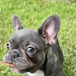 French Bulldogs from Eastpoint Frenchies