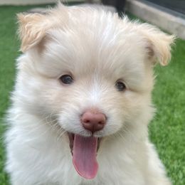 Cadbury - White Pomsky puppy in Windermere, Florida from Pomskies of Windermere