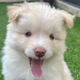 Cadbury - White Pomsky puppy in Windermere, Florida from Pomskies of Windermere
