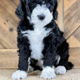 Aussiedoodle, Miniature Australian Shepherd, and Poodle Puppies from Classic K9’s  Aussies & Doodles
