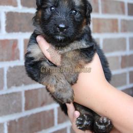 Pink Collar - Sable female German Shepherd puppy in Mount Vernon, Missouri from German Haus German Shepherds LLC