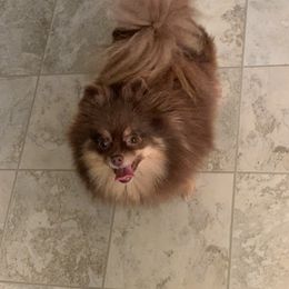 Clementine - Pomeranian