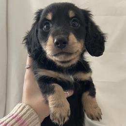 Dachshund Puppies from Logan’s Dashing Dachshunds