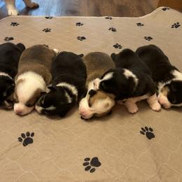 Pembroke Welsh Corgi Puppies from Trowbridge Corgis