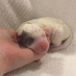 Purple - Merle female Sheepadoodle puppy in Fayette, Alabama from Luxapallila Sheepadoodles