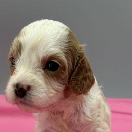 Tara - Cream female Cavapoo puppy in Burke, New York from Patti’s Puppies