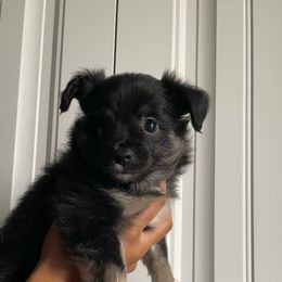Miniature Australian Shepherds from Pale Moon Aussies