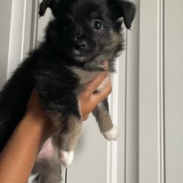 Miniature Australian Shepherds from Pale Moon Aussies
