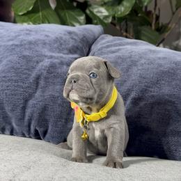 Yellow - Blue female French Bulldog puppy in Bolingbrook, Illinois from Yara the Frenchie