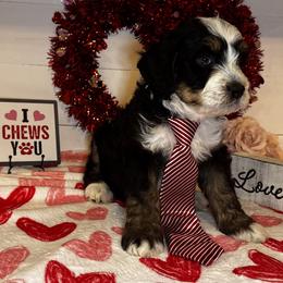 Elvis - Tri-color male Bernedoodle puppy in Gilbert, Arizona from The Berne Barn... it’s a Doodle thing!