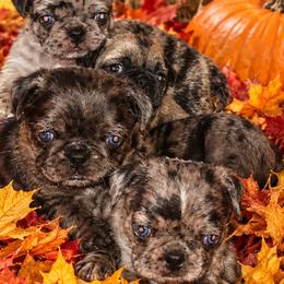 Pugs from Brenda Marquez