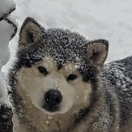 Lily - Alaskan Malamute