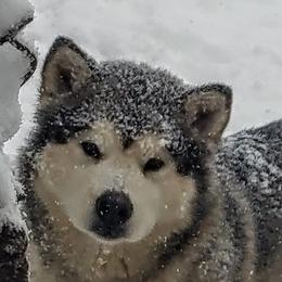 Lily - Alaskan Malamute