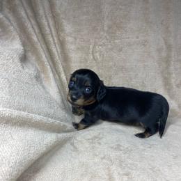 Kepler - Black and tan male Dachshund puppy in Richmond, Virginia from Paw Prints