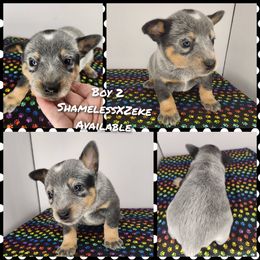 Boy 2 - Blue male Australian Cattle Dog puppy in Bradford, Arkansas from Cedar Rock Heelers and Kelpies