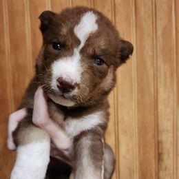 Zuri - Brown and white female Siberian Husky puppy in Madison, Georgia from Thornbury Kennel