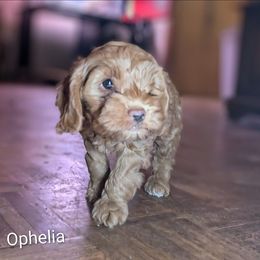 Ophelia - Red female Cockapoo puppy in Sunset, Louisiana from Cano Cockapoos