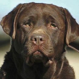 Joe - Labrador Retriever