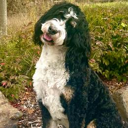 Oakley - Bernedoodle