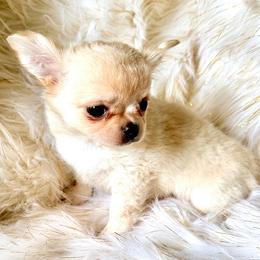 Monti - Cream male Chihuahua puppy in Allentown, Pennsylvania from Tsunami Cockers & Chihuahuas