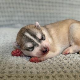 Poseidon - Gray and white male Siberian Husky puppy in Amery, Wisconsin from Sovereign Siberians
