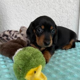 Budgie - Black and tan female Dachshund puppy in Palm Bay, Florida from Anastasia’s Royal Weenies