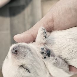 Maltese from T&C Maltese