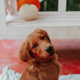 Golden Retriever Puppies from Morgan’s Heart of Gold Retrievers