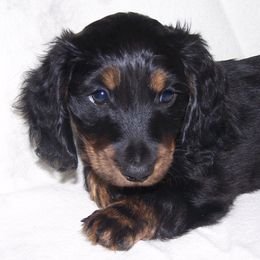 Dachshunds from Loving Mini Dachshunds