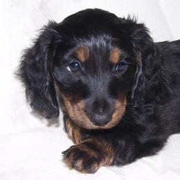 Dachshunds from Loving Mini Dachshunds