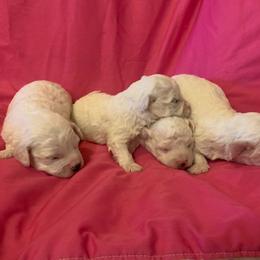 Female 2 - White female Bichon Frise puppy in Brainerd, Minnesota from ACC Ranch