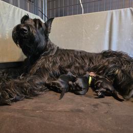 Felise - Black female Giant Schnauzer puppy in Bessemer, Alabama from The Copper Cottage Canines